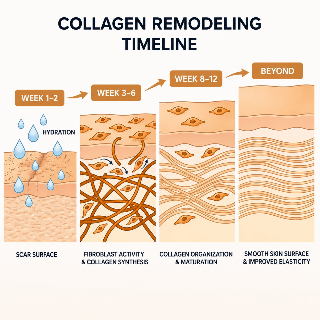 Collagen remodeling timeline over 12 weeks